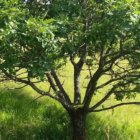 Kuca Za Odmor Kalina * Mokra Gora