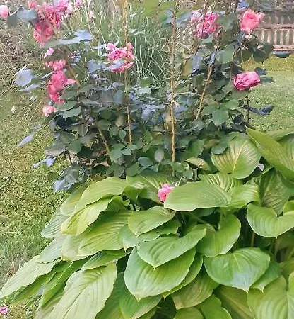 Dom wakacyjny Kuca Za Odmor Kalina Mokra Gora