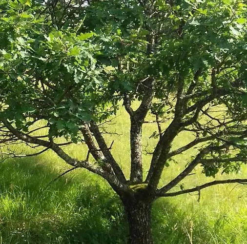 Kuca Za Odmor Kalina * موكرا غورا