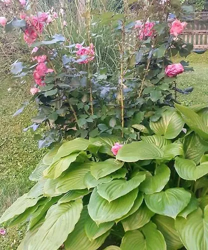 بيت للعطل Kuca Za Odmor Kalina موكرا غورا